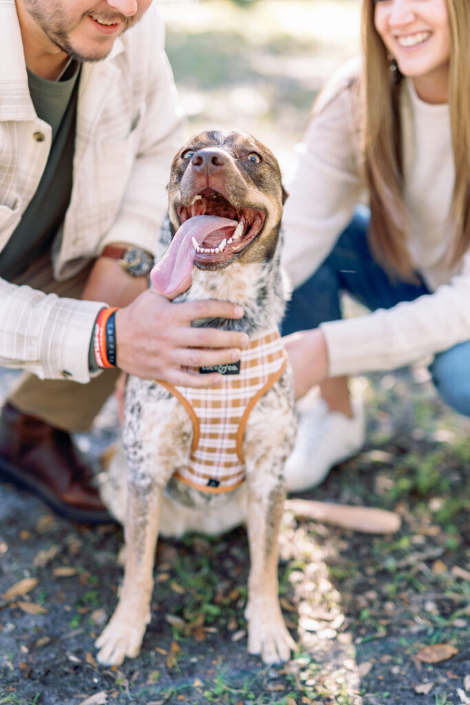 Happy dog wearing a plaid harness with its owners during an engagement session